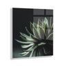 Warrior Succulent Floating Acrylic Art by Emiko and Mark Franzen of F2Images