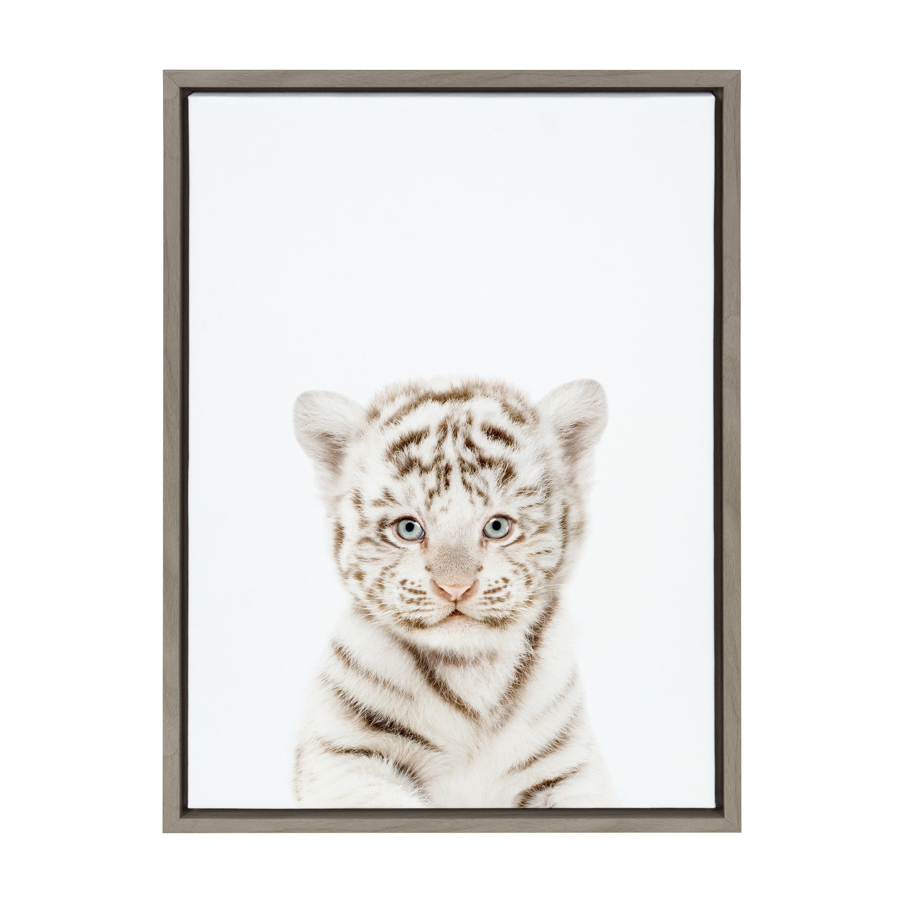 Sylvie Animal Studio Baby White Tiger Framed Canvas by Amy Peterson Art Studio