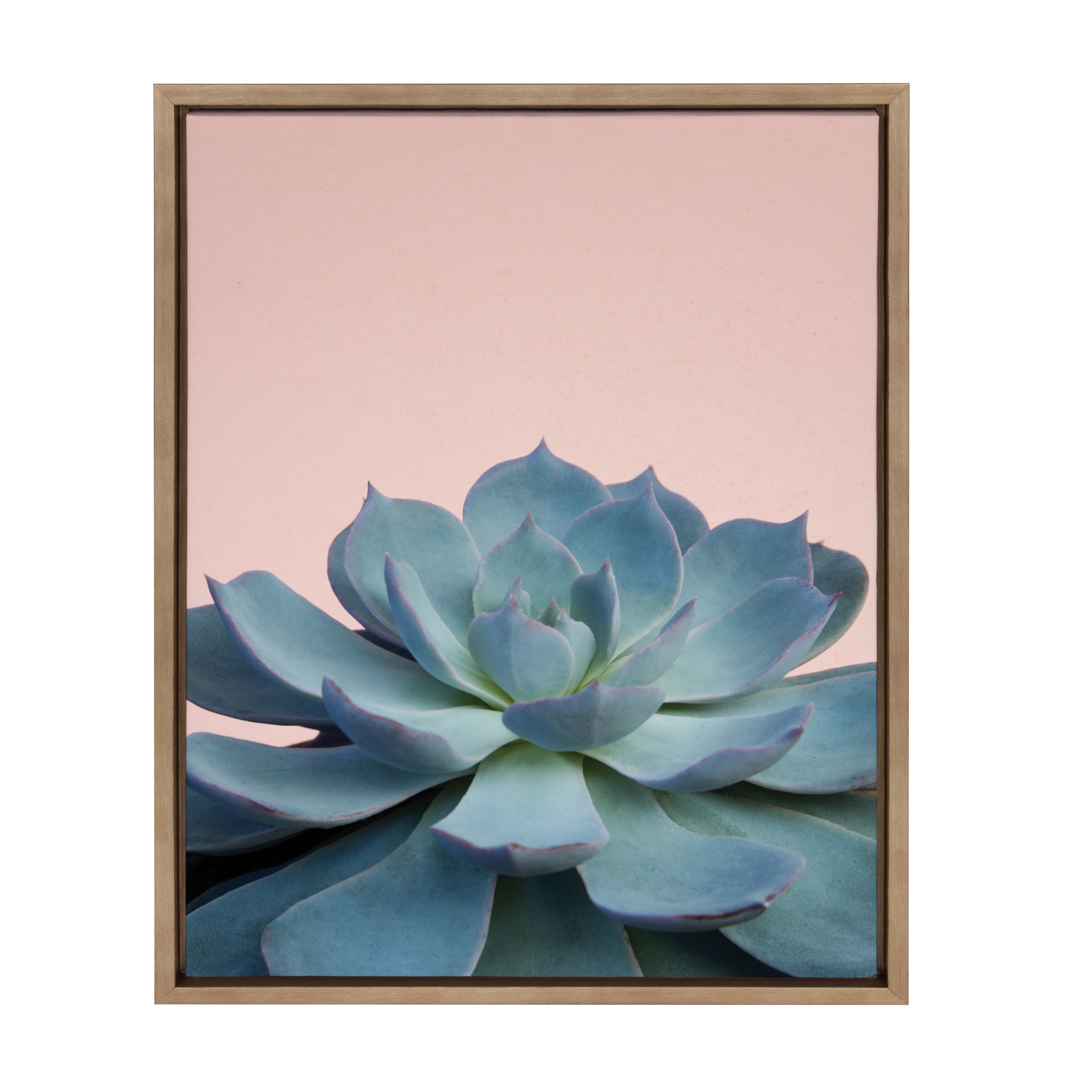 Sylvie Succulent 10 Framed Canvas by F2 Images