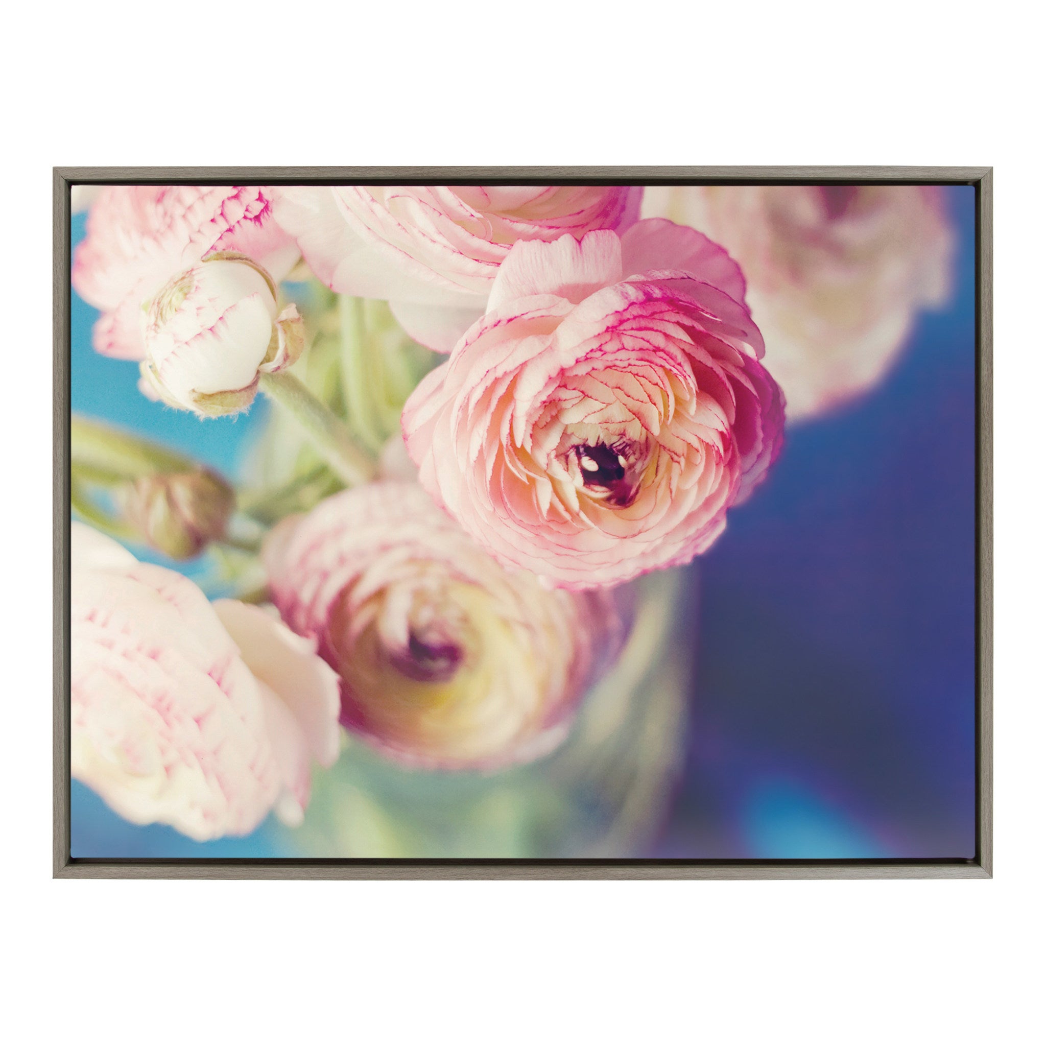 Sylvie Ranunculus in Blue Framed Canvas by Kristybee