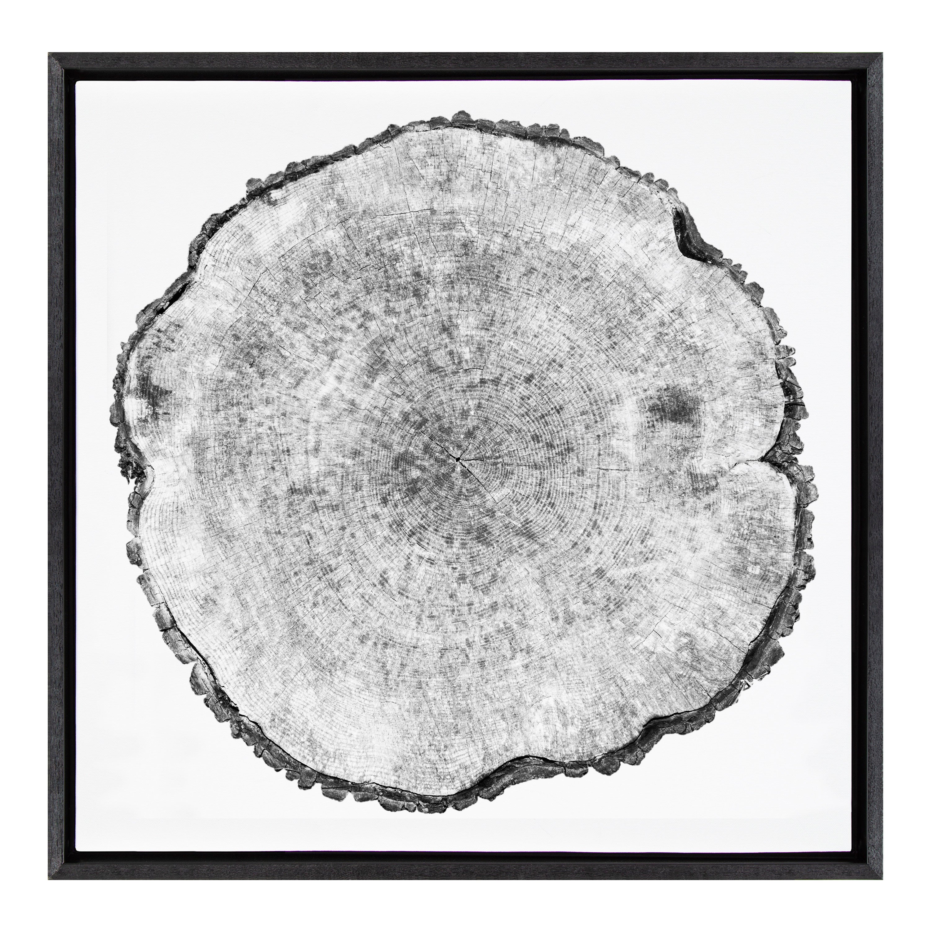 Sylvie Tree Rings Framed Canvas by Emiko and Mark Franzen of F2Images