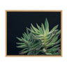 Sylvie Succulent 13 Framed Canvas by F2 Images